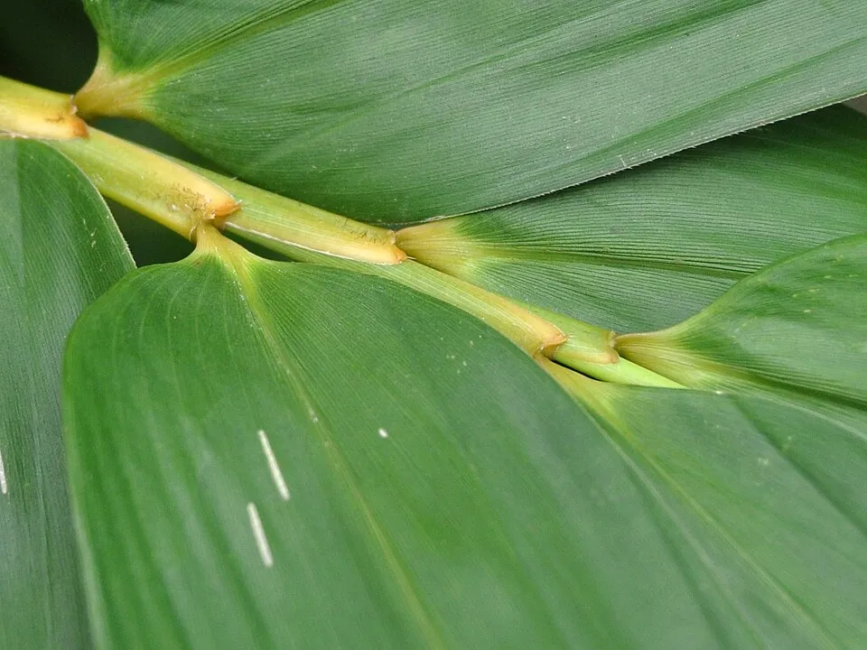 Bamboo Leaf Leaf — botanical anatomy illustration