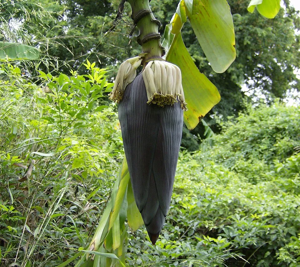 Banana Flower Flower — botanical anatomy illustration