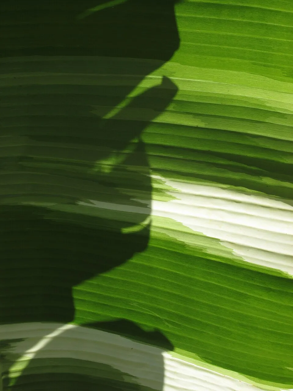 Banana Flower Leaf — botanical anatomy illustration
