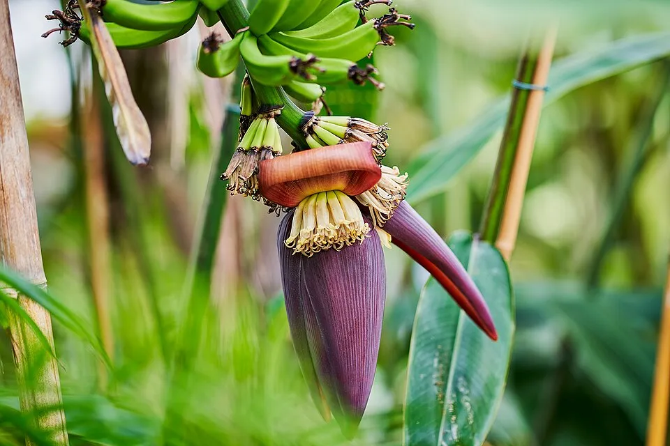 Banana Flower — botanical anatomy illustration