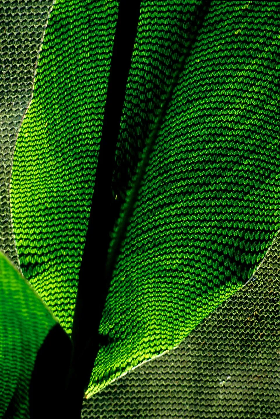 Banana Leaf — botanical anatomy illustration