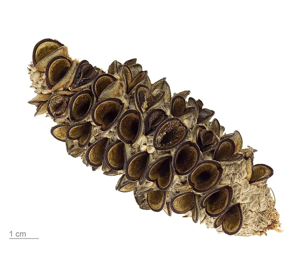 Banksia Fruit — botanical anatomy illustration