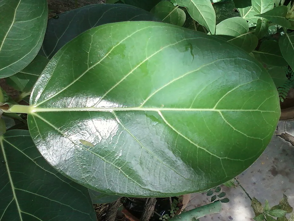 Banyan Leaf — botanical anatomy illustration