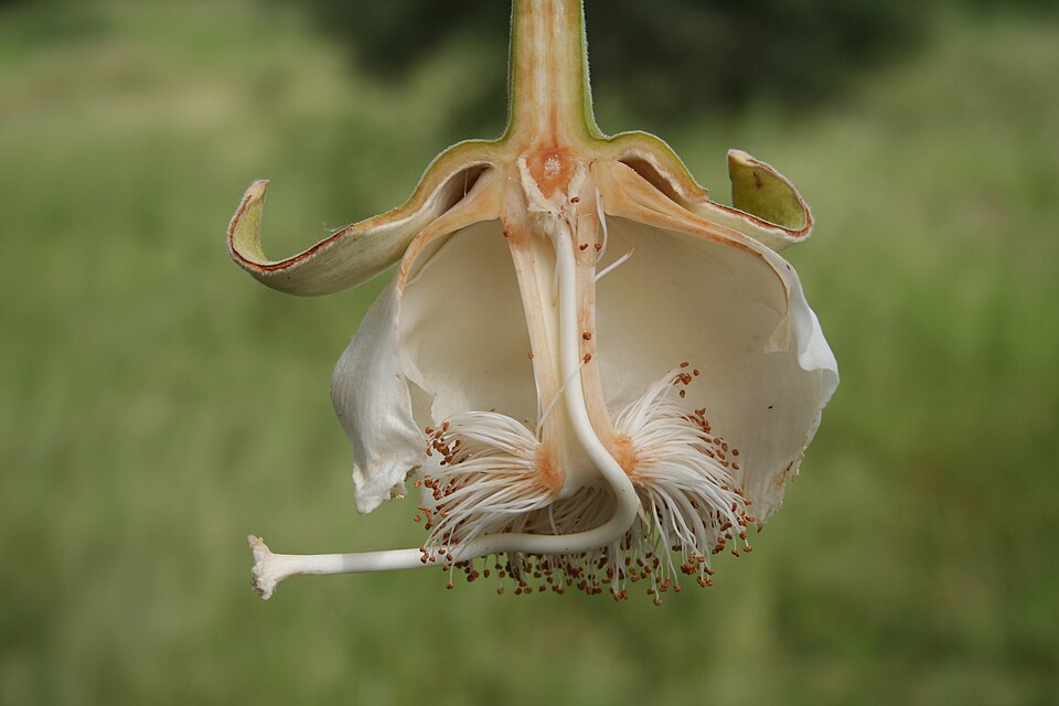 Baobab Flower — botanical anatomy illustration