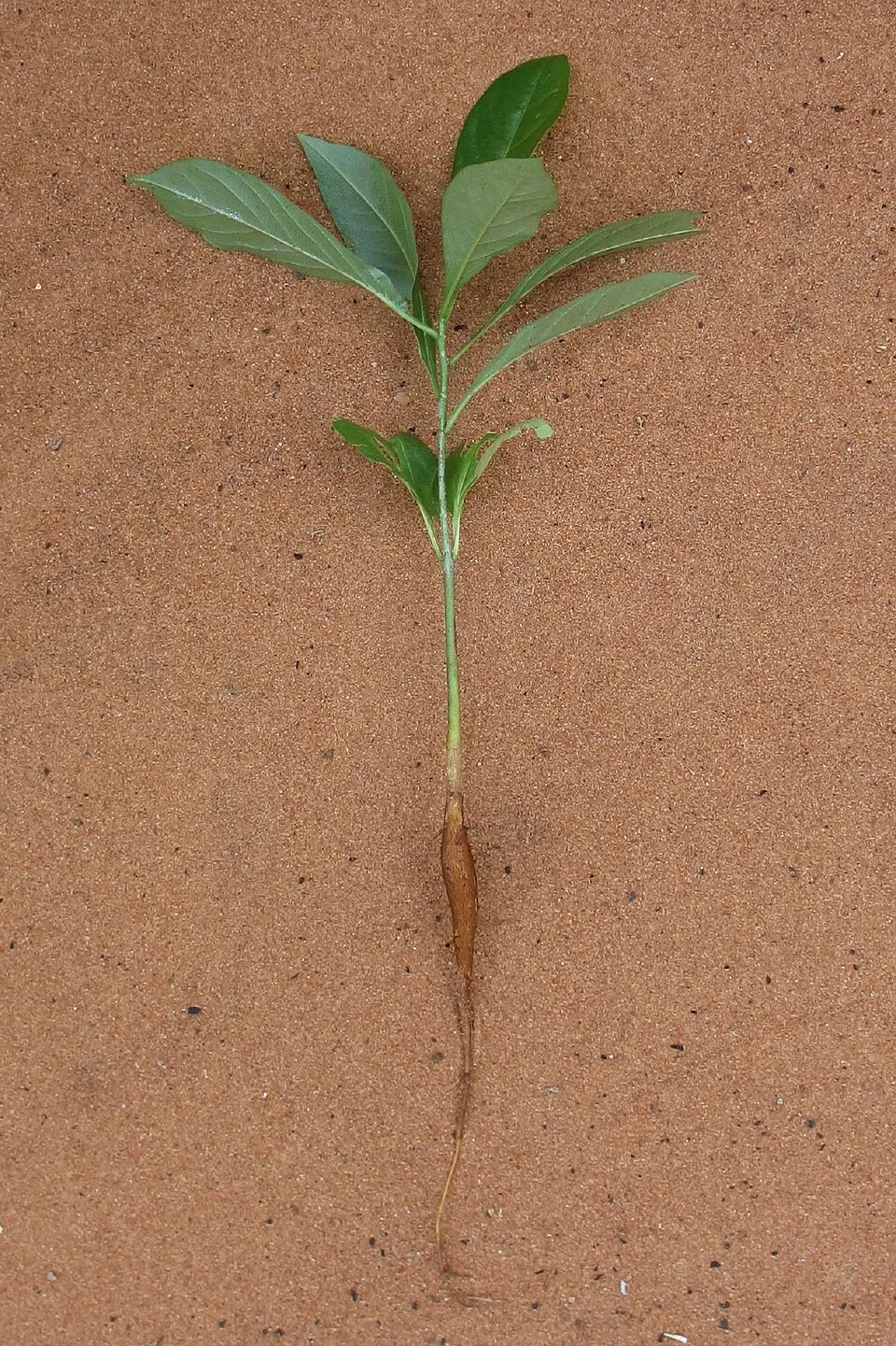 Baobab Root System — botanical anatomy illustration