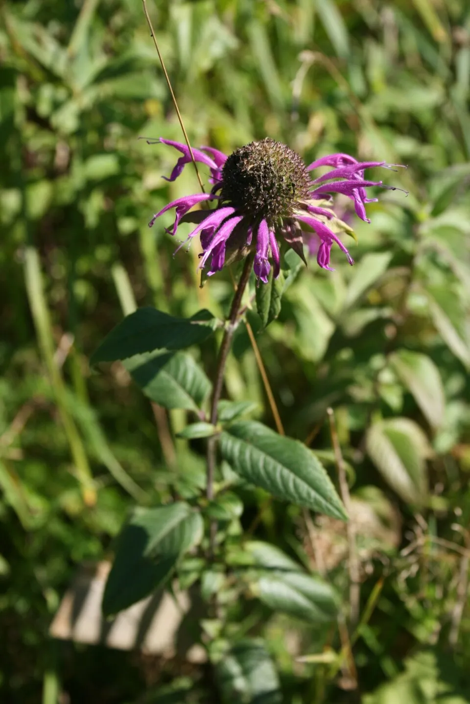 Bee Balm Flower — botanical anatomy illustration