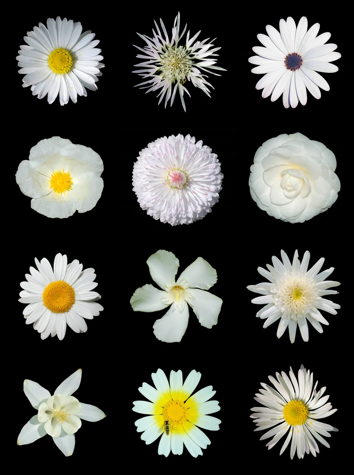 Bellis Perennis Flower — botanical anatomy illustration