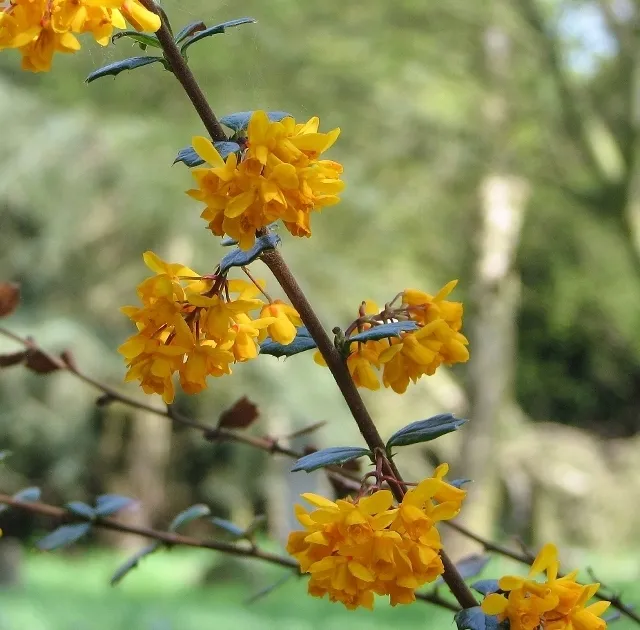 Berberis Darwinii Flower — botanical anatomy illustration