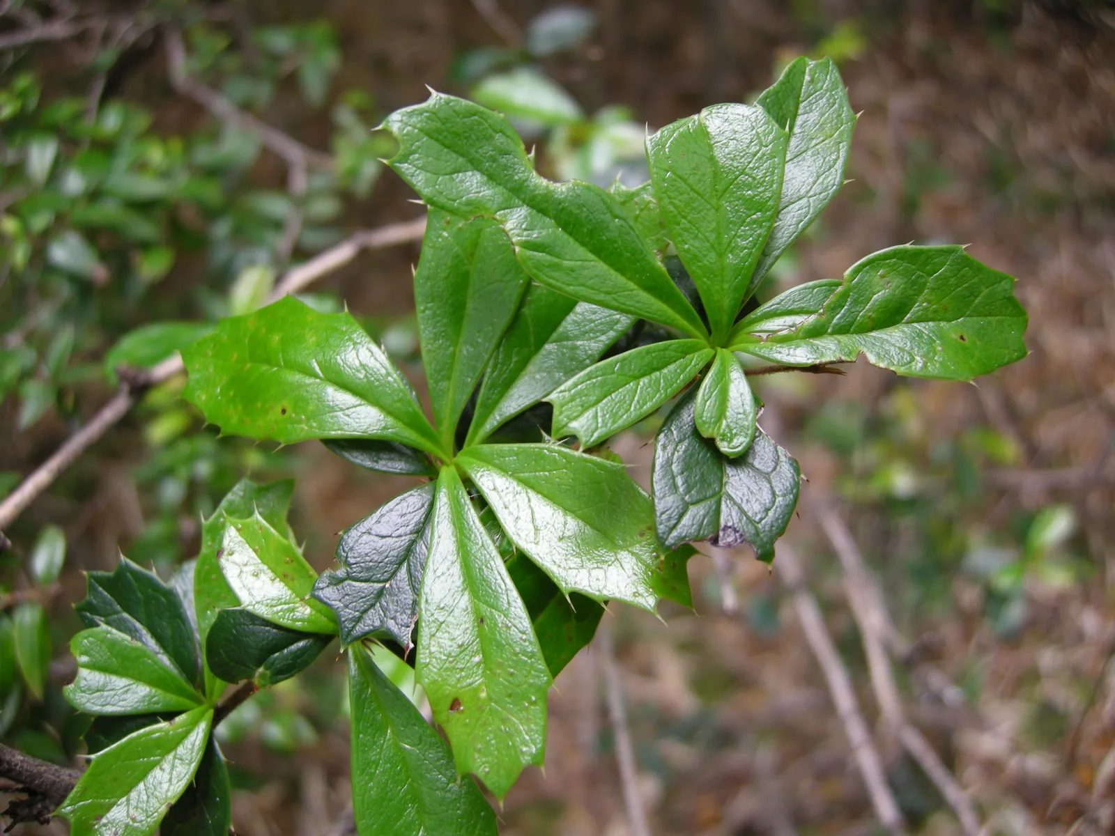 Berberis Darwinii Leaf — botanical anatomy illustration