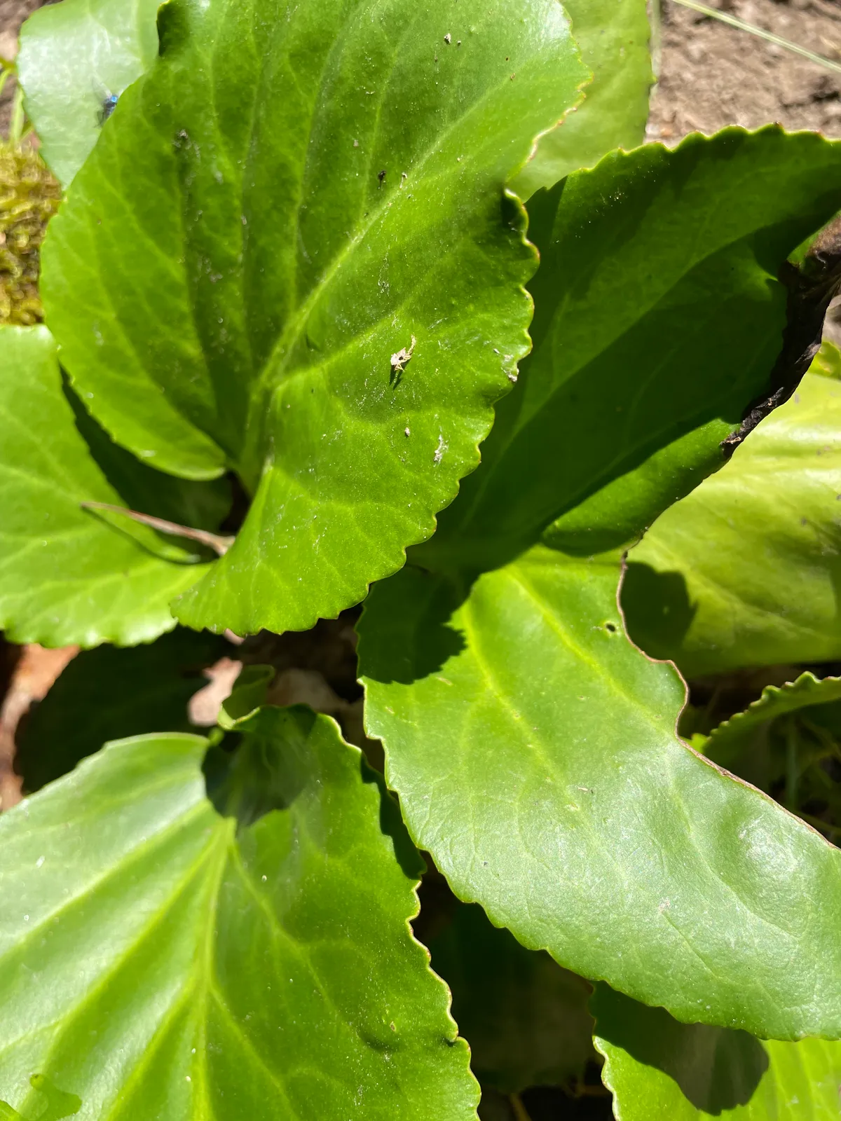Bergenia Crassifolia Leaf — botanical anatomy illustration