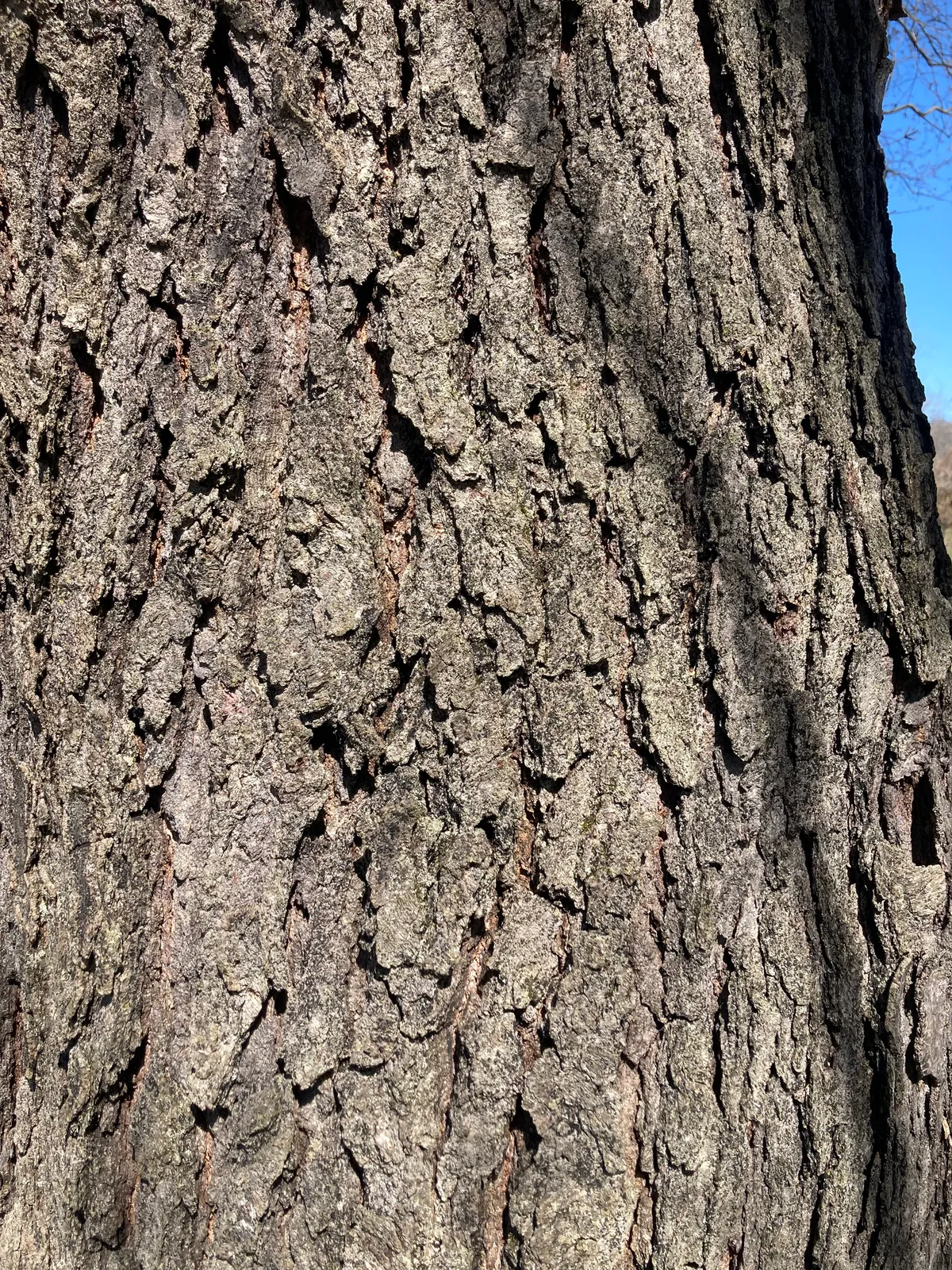 Betula Nigra Bark & Stem — botanical anatomy illustration