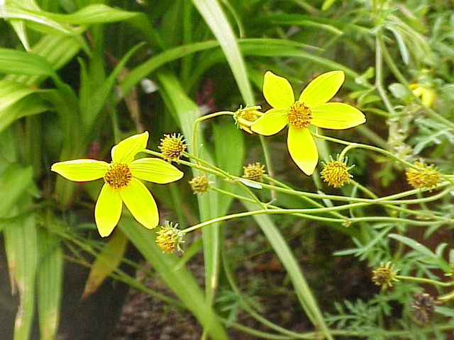 Bidens Ferulifolia Flower — botanical anatomy illustration