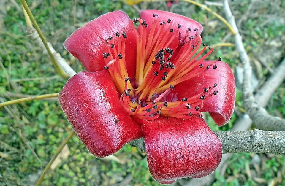 Bombax Ceiba Flower — botanical anatomy illustration
