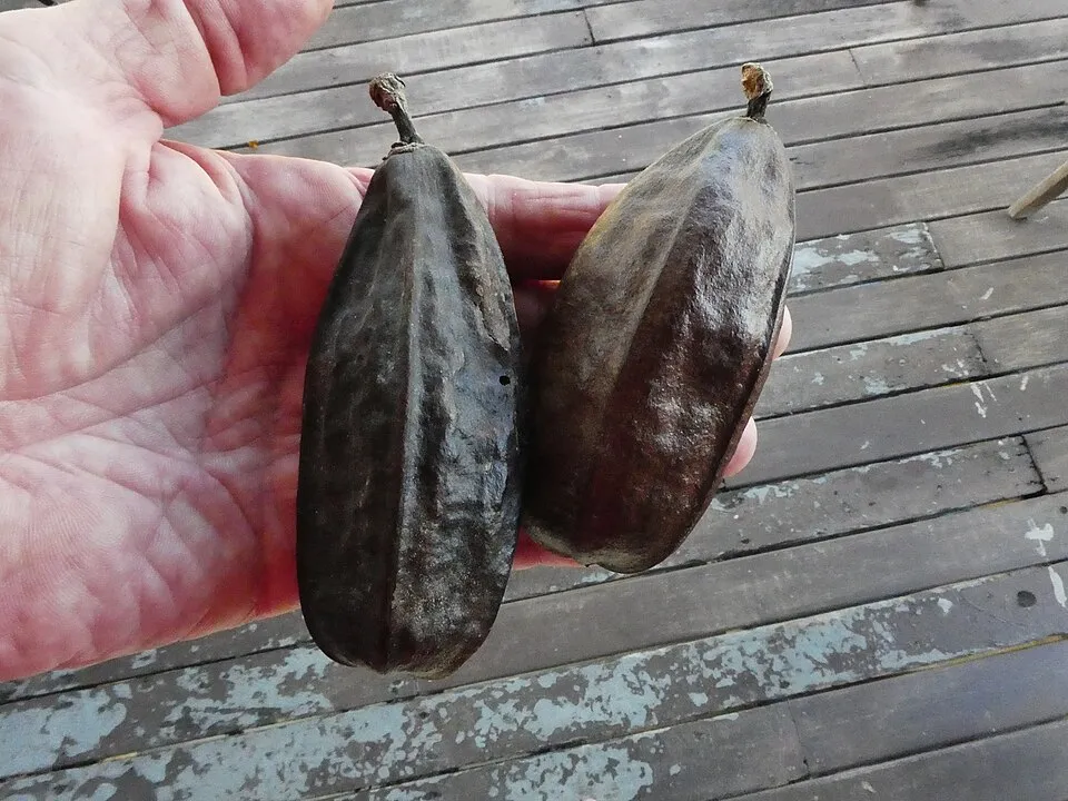 Bombax Ceiba Fruit — botanical anatomy illustration