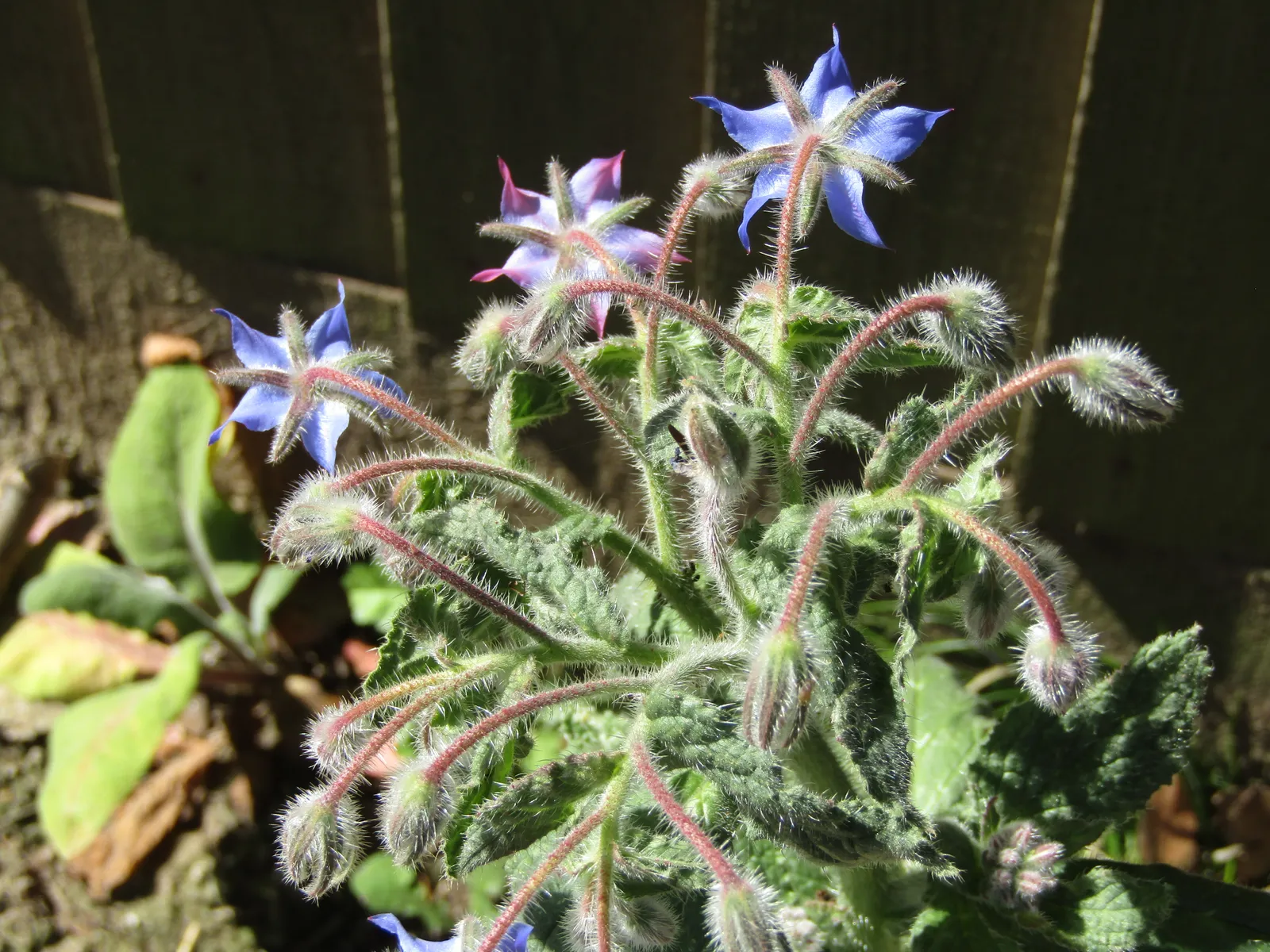 Borago Officinalis Flower — botanical anatomy illustration
