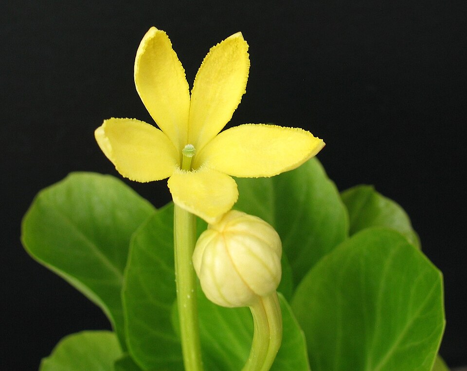Brighamia Insignis Fruit — botanical anatomy illustration