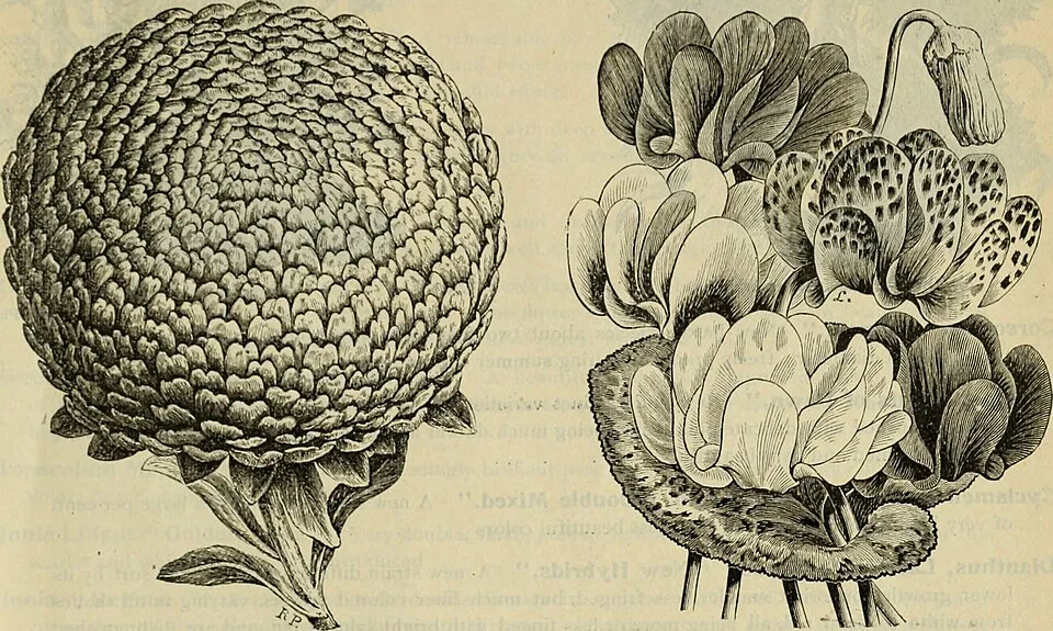 Browallia Speciosa Fruit — botanical anatomy illustration