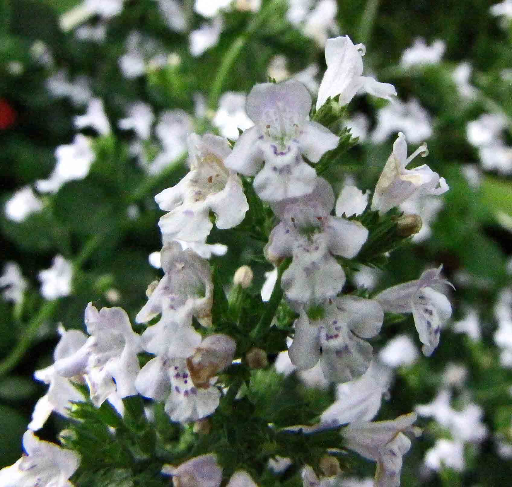 Calamintha Nepeta Flower — botanical anatomy illustration