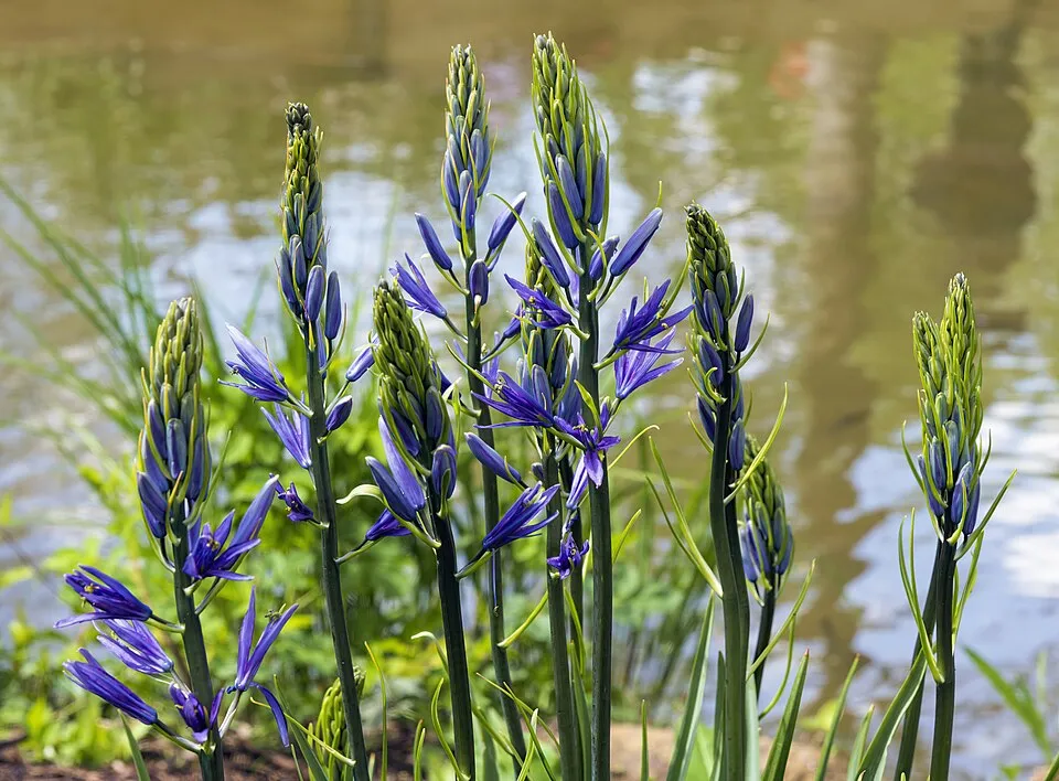 Camassia Leichtlinii Flower — botanical anatomy illustration