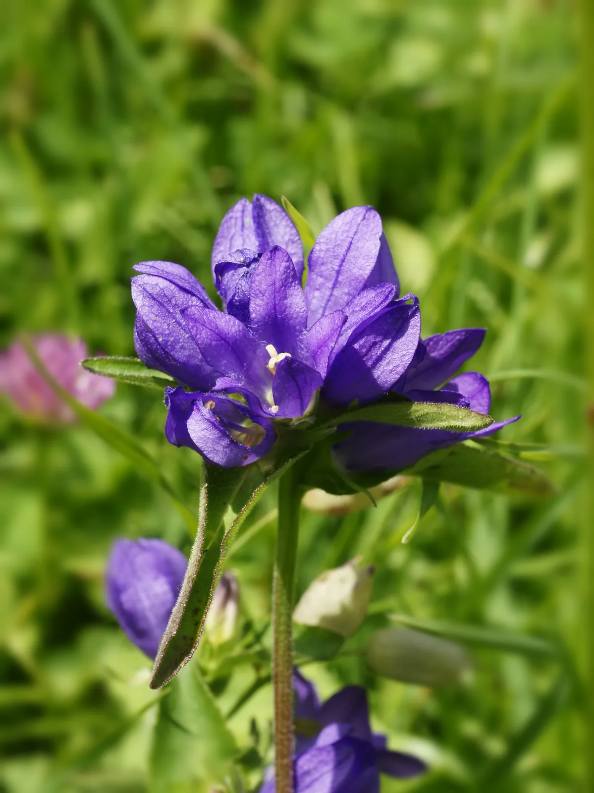 Campanula Glomerata Flower — botanical anatomy illustration