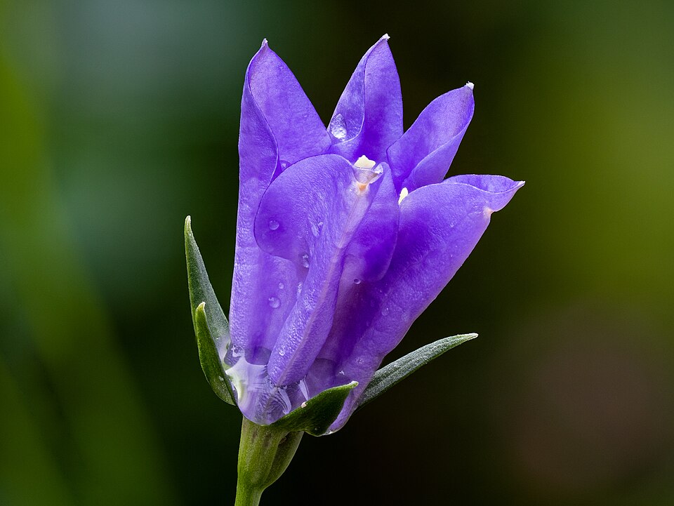 Campanula Persicifolia Flower — botanical anatomy illustration