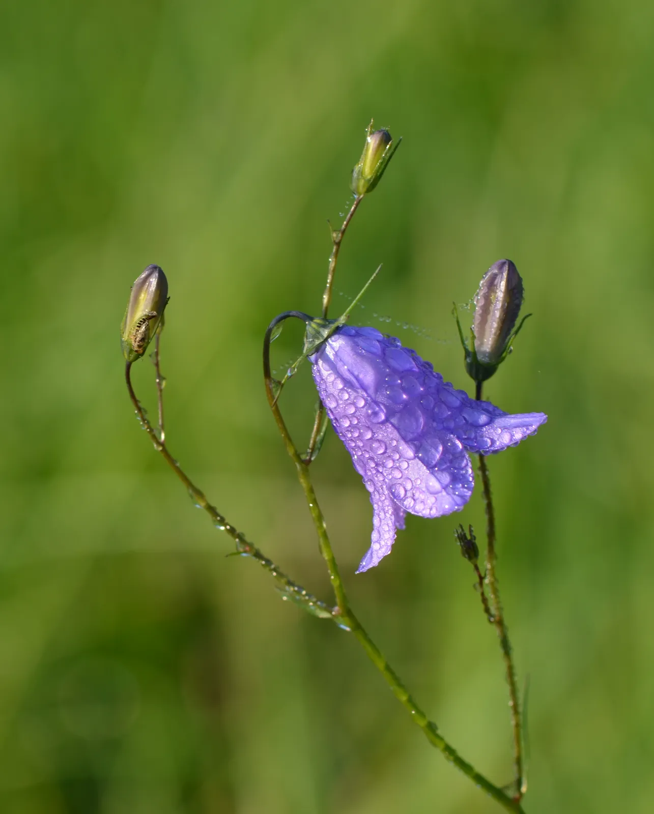 Campanula Rotundifolia Flower — botanical anatomy illustration