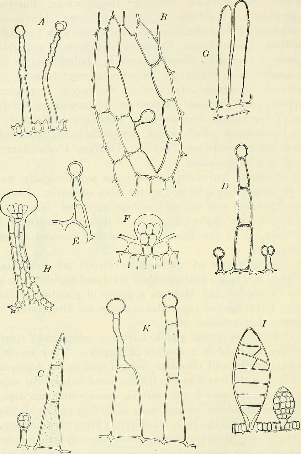 Bhanga Fruit — botanical anatomy illustration