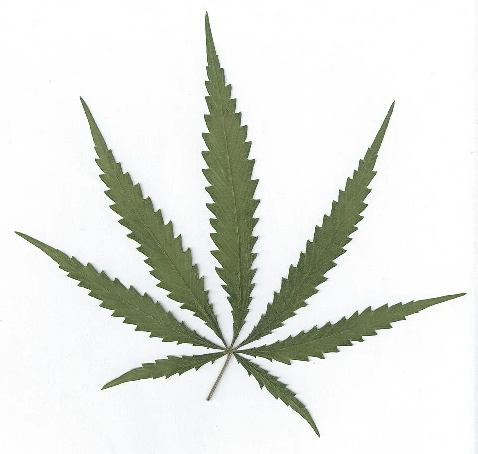 Bhanga Leaf — botanical anatomy illustration