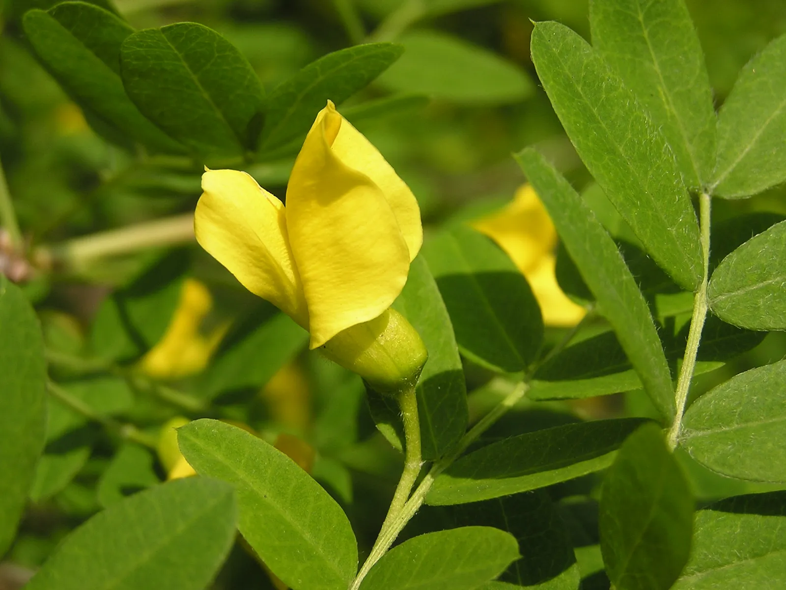 Caragana Arborescens Flower — botanical anatomy illustration