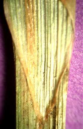 Carex Elata Leaf — botanical anatomy illustration