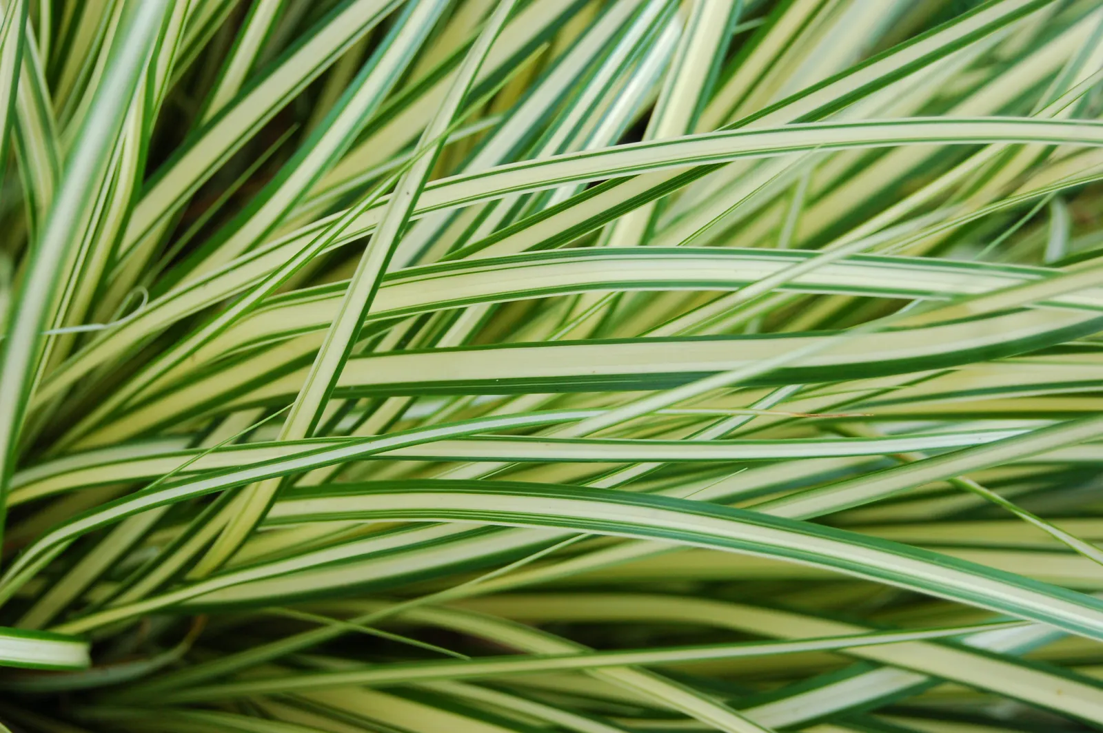 Carex Oshimensis Leaf — botanical anatomy illustration