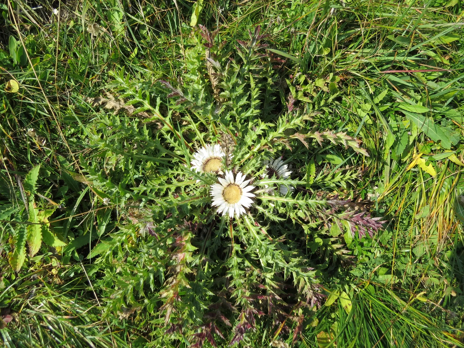 Carline Thistle Bark & Stem — botanical anatomy illustration