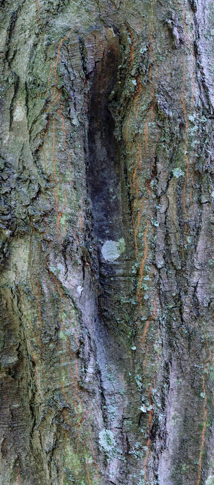 Carpinus Caroliniana Bark & Stem — botanical anatomy illustration