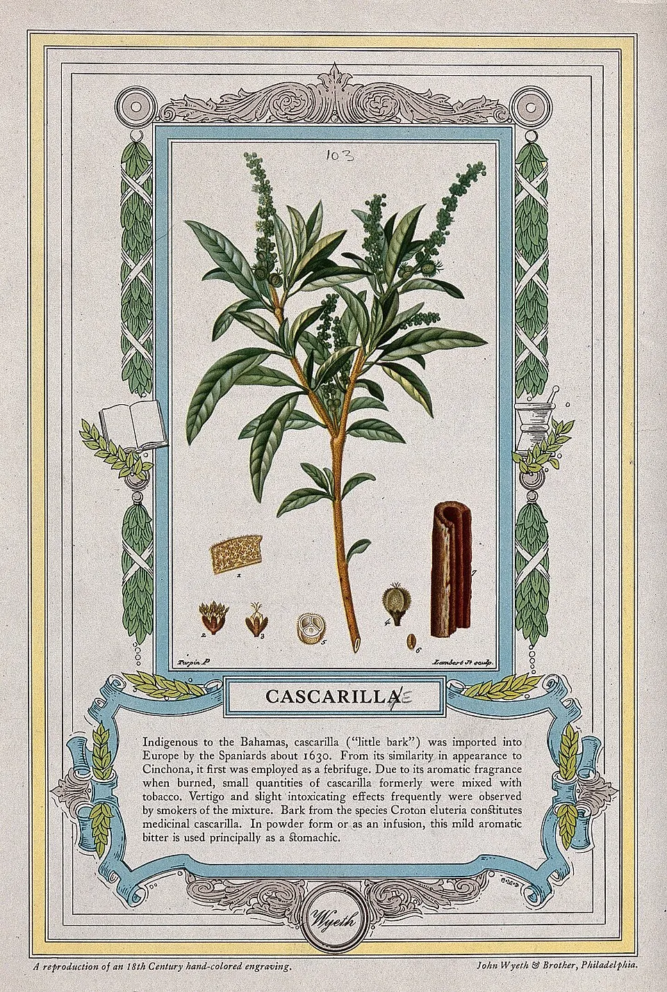 Cascarilla Bark & Stem — botanical anatomy illustration