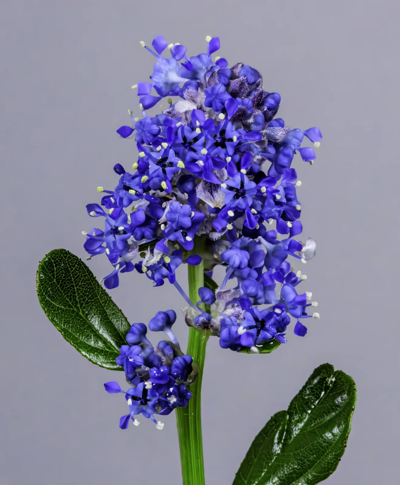 Ceanothus Thyrsiflorus Flower — botanical anatomy illustration