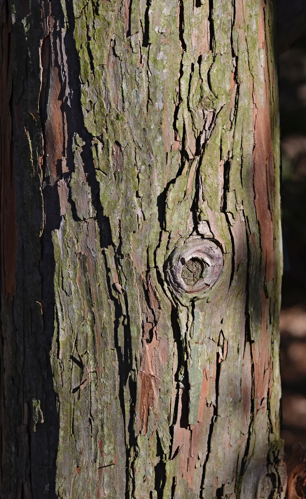 Chamaecyparis Obtusa Bark & Stem — botanical anatomy illustration