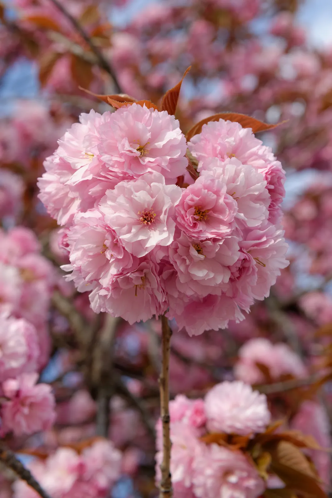 Cherry Blossom Flower — botanical anatomy illustration