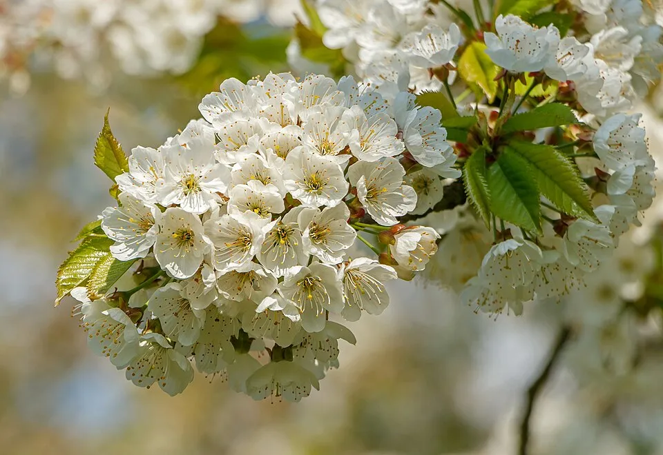 Cherry Tree Flower — botanical anatomy illustration
