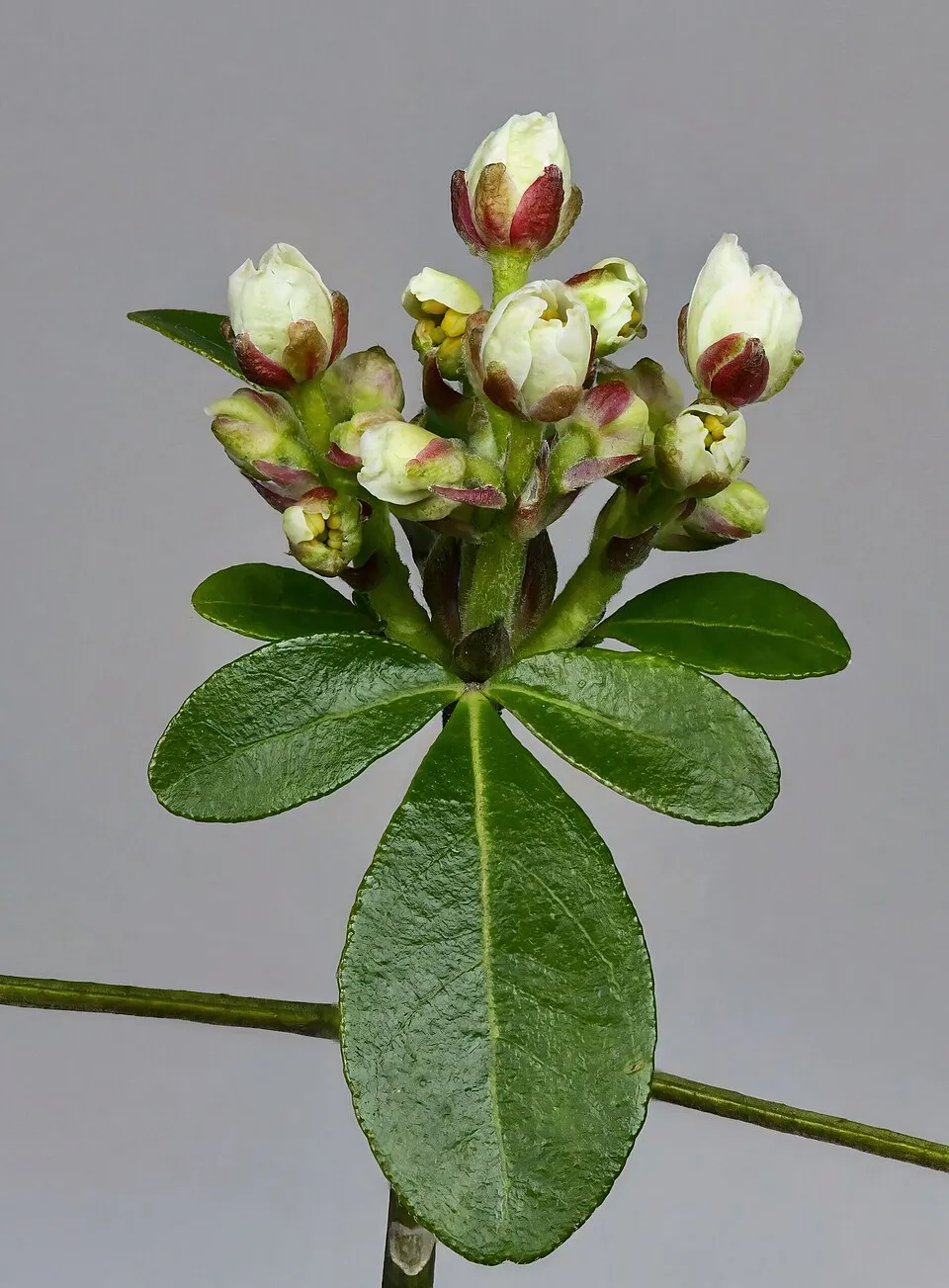 Choisya Ternata Flower — botanical anatomy illustration
