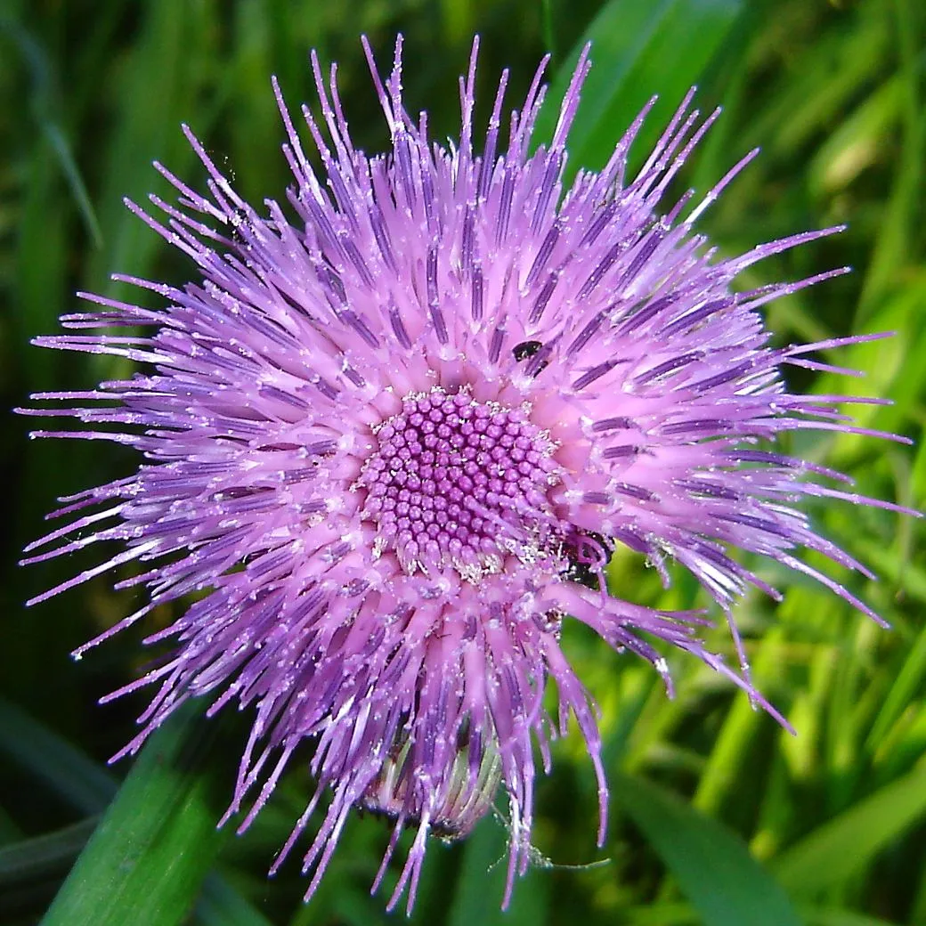 Cirsium Flower — botanical anatomy illustration
