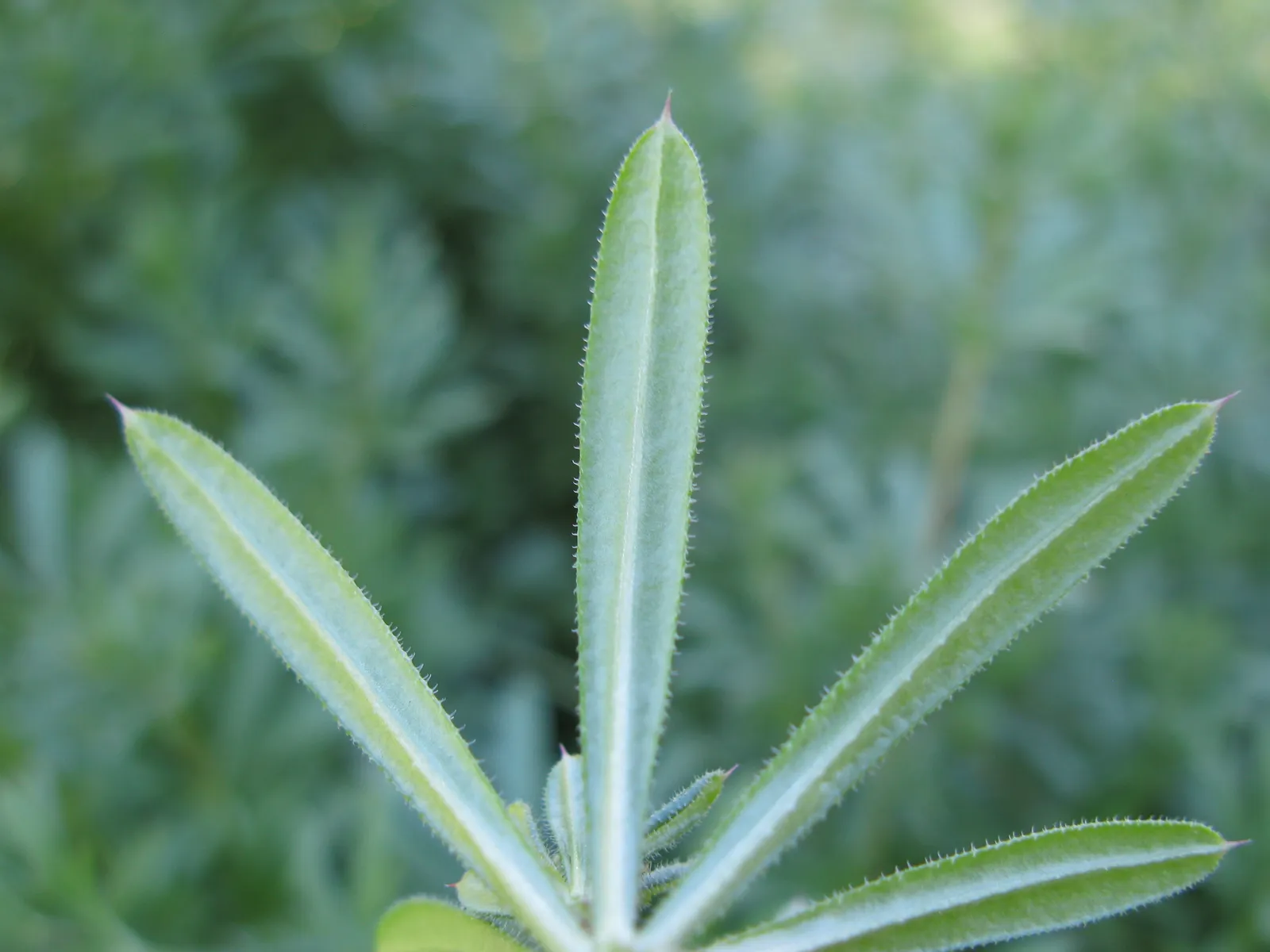 Cleavers Leaf — botanical anatomy illustration