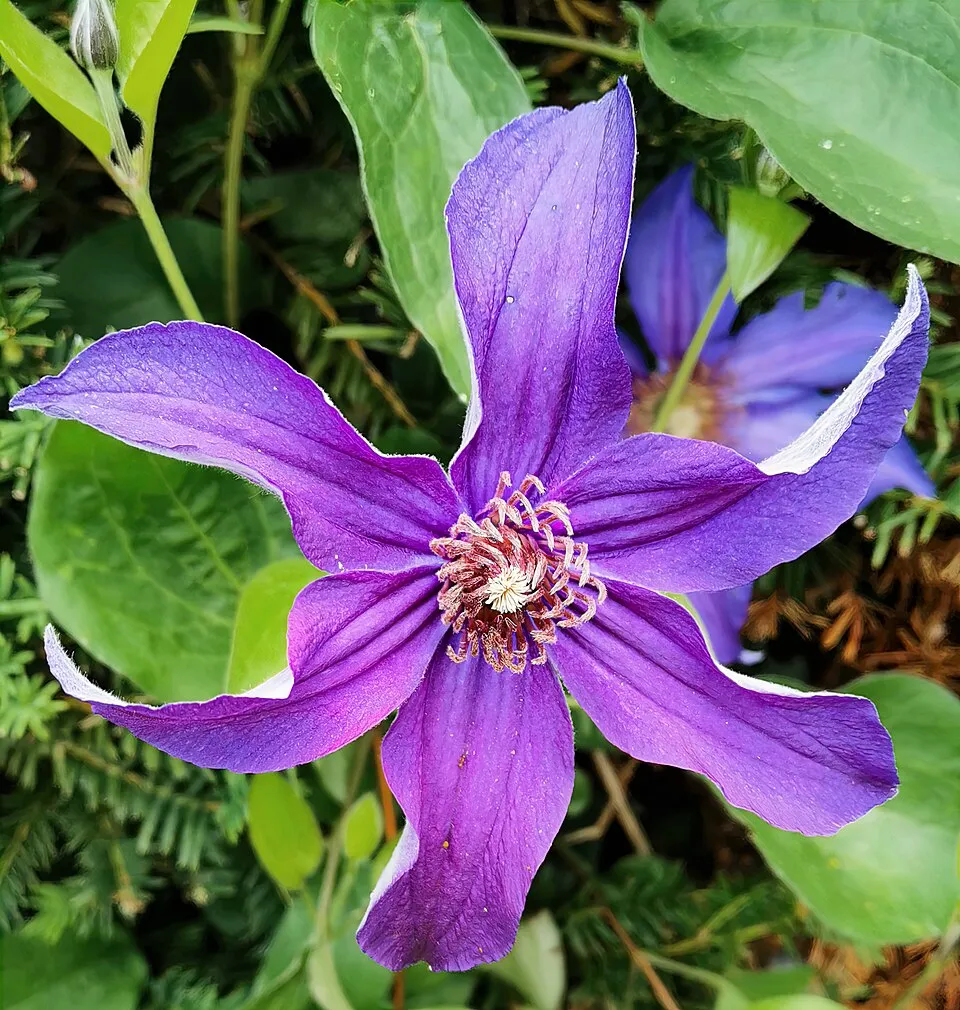 Clematis Integrifolia Flower — botanical anatomy illustration