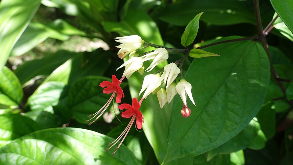 Clerodendrum Thomsoniae Flower — botanical anatomy illustration