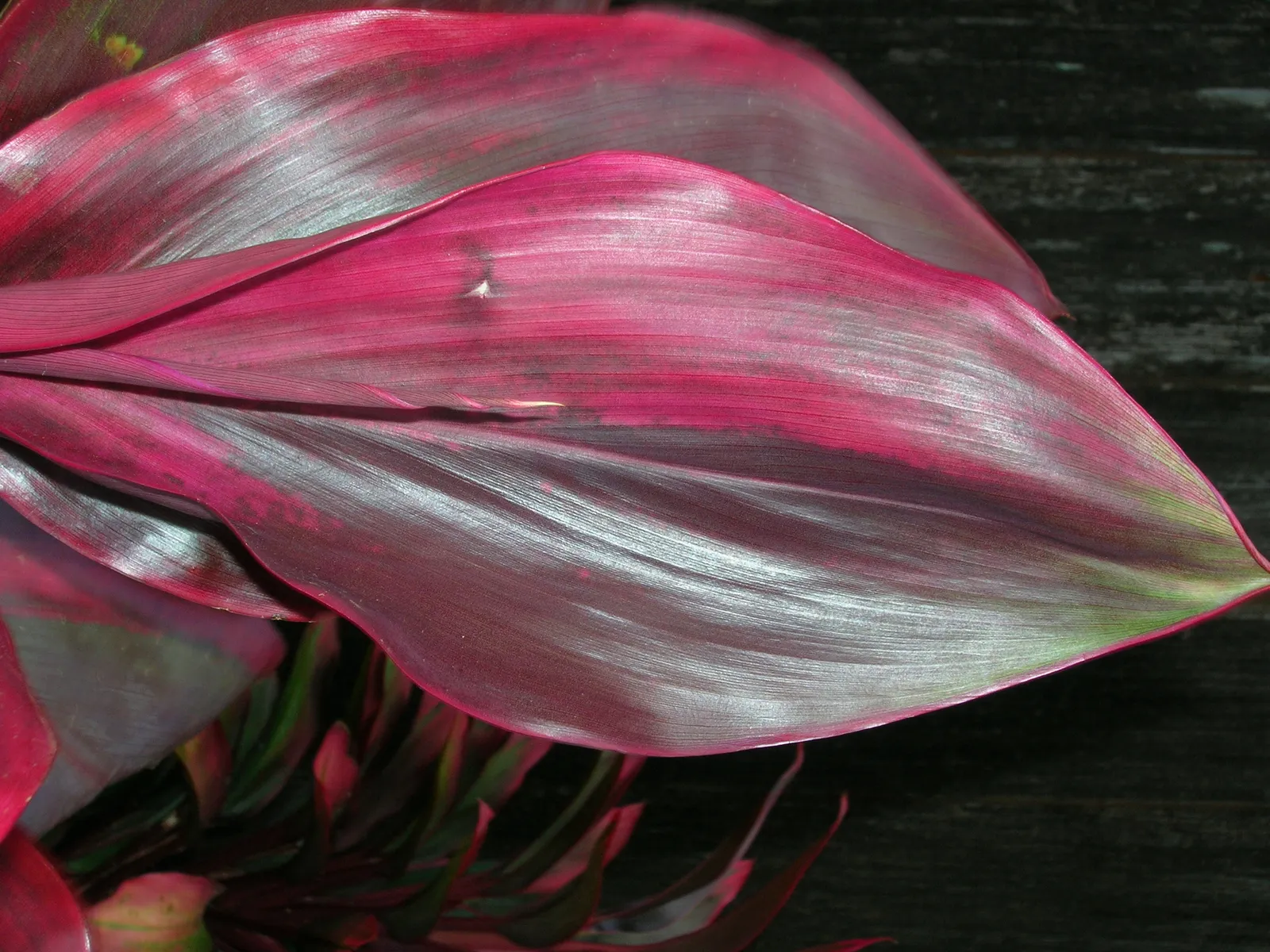 Ti Plant Red Leaf — botanical anatomy illustration
