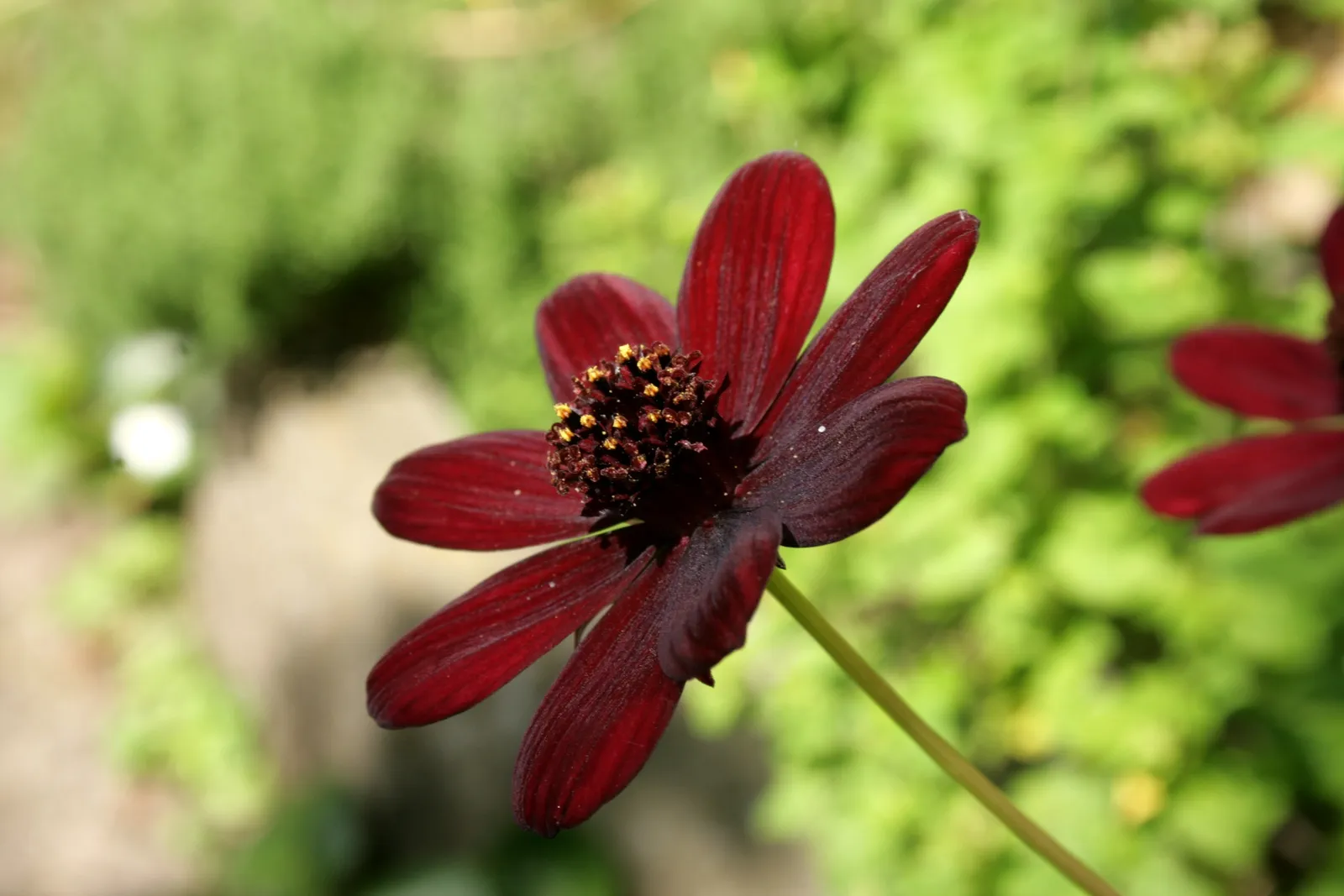 Cosmos Atrosanguineus Flower — botanical anatomy illustration