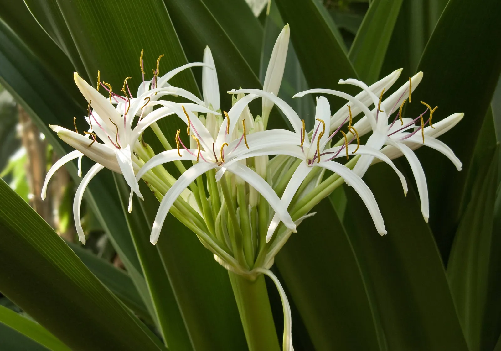 Crinum Flower — botanical anatomy illustration