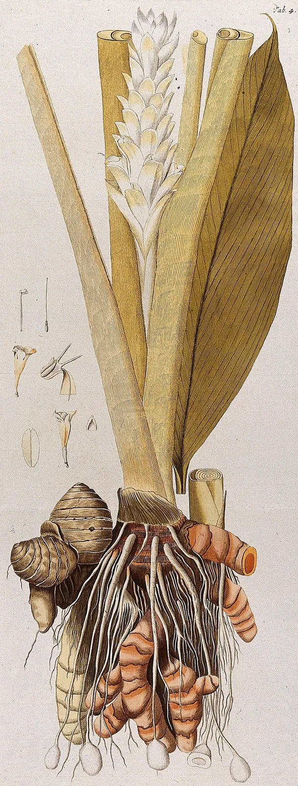 Curcuma Longa Wild Flower — botanical anatomy illustration