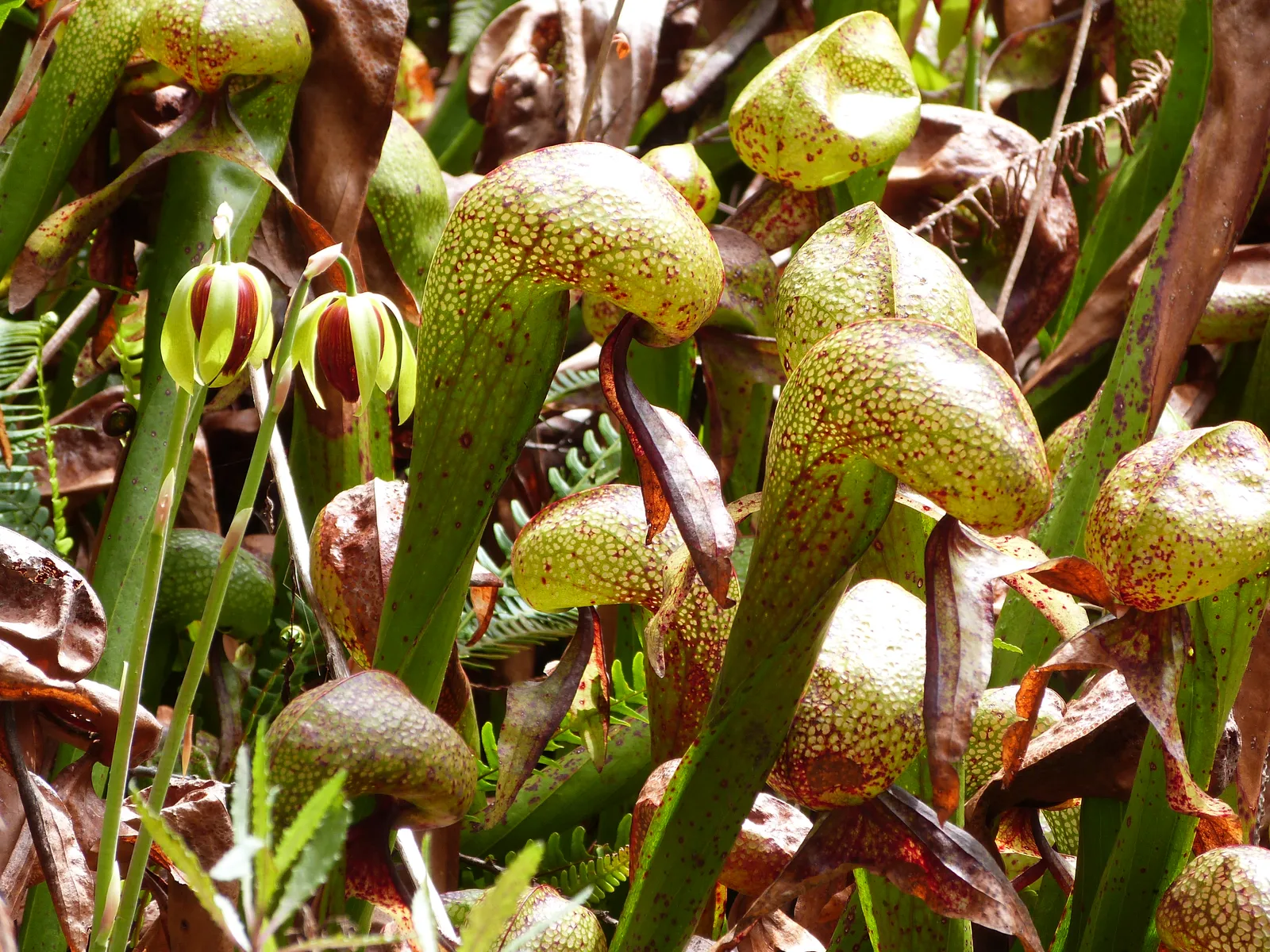 Darlingtonia Flower — botanical anatomy illustration