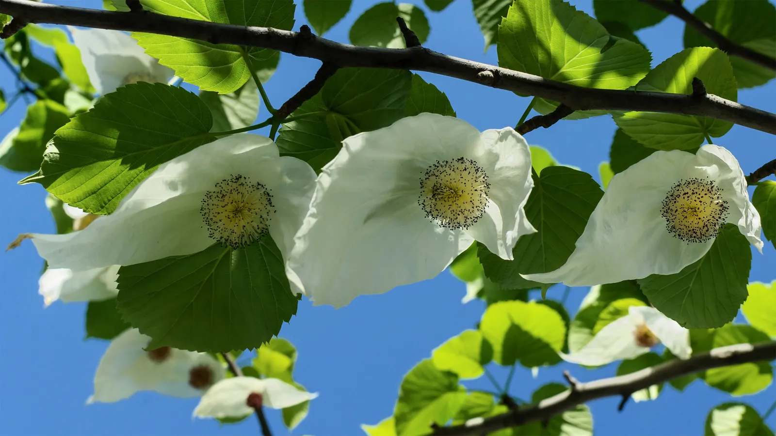 Davidia Involucrata Flower — botanical anatomy illustration