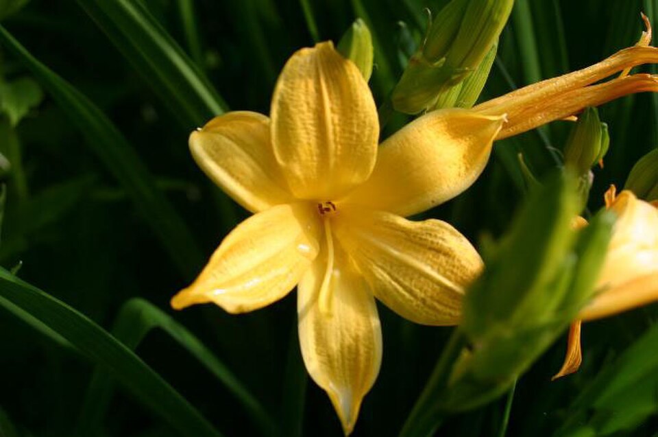 Daylily Flower — botanical anatomy illustration